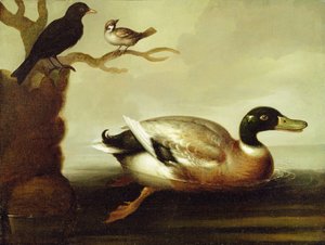 Stockente und andere Vögel, ca. 1700